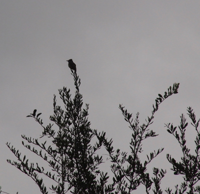 [A silhouette view of the bird and the leafy open thin branchs of the tree. The lighting was coming from an angle that put the bird and tree in darkness so this almost appears to be a black and white image.]